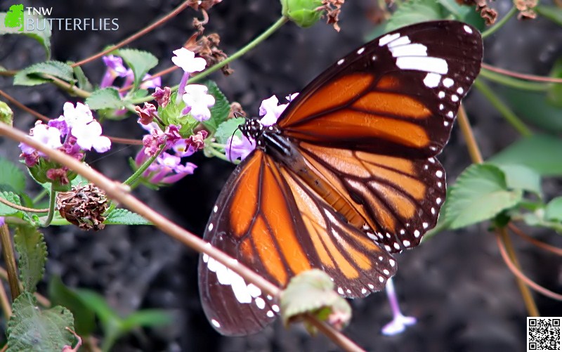 Butterflies